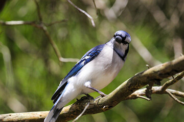 blue jay on branch