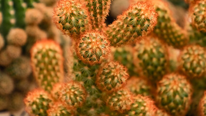 Cactus, a small plant in a pot, with spiky thorns, vibrant colors, yellows, oranges, browns, greens, all lovely, close up shot to show the details.