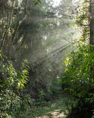 Path into the woods in southern Brazil at sunrise