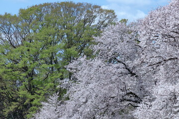 春爛漫満開
