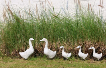 White clay father and mother ducks (duck family) and 3 duckling ones are placed in a garden with green grass. A duck family dolls 5 standing in the yard. Adorable animal family in the garden
