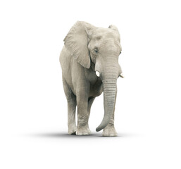 Elephant On A Transparent Background - Transparent PNG.