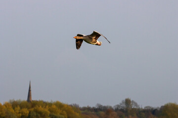 A beautiful animal portrait of a Canadian Goose in flight as the sun sets