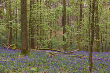 Beautiful view of the blue forest, Hallerbos