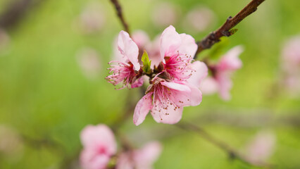 Pink Peach tree flower blossom in the countryside during Spring season