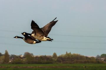 Two Canadian Geese in flight over a Nature Reserve