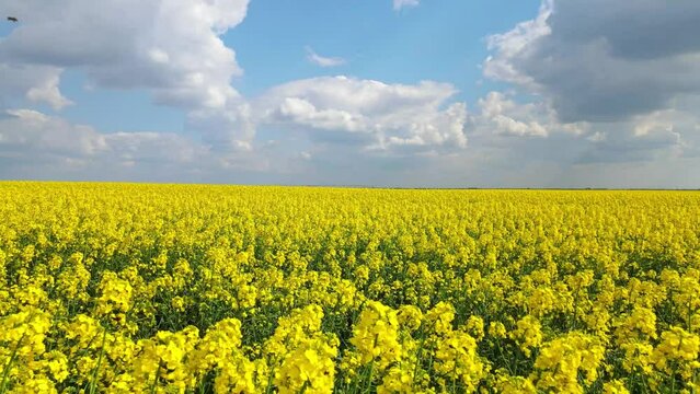 Aerial drone shot of beautiful yellow oil seed rape flowers in the field, countryside landscape rural scene