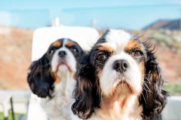 Closeup portrait of cute couple of dogs cavalier king charles spaniel sitting outdoors