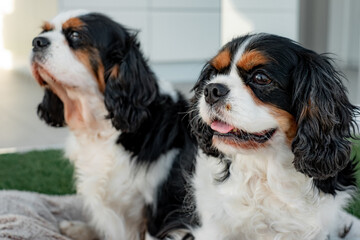 Portrait of cute couple of black and white dogs cavalier king charles spaniel sitting outdoors