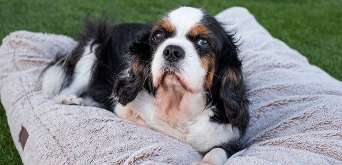 Portrait of cute black and white dog cavalier king charles spaniel napping outdoors on dog's bed relaxed and confident