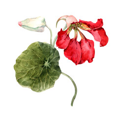 Blooming red nasturtium flower with buds and green leaves. Summer cute garden plant bouquet. Hand-drawn watercolor illustration isolated on white background for cards, print, banner, invitations.