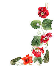 Vertical flower arrangement with climbing plant. Corner decorative flower frame. Summer bouquet with blooming garden nasturtium flowers on a stem with green leaves and buds. Hand drawn watercolor.