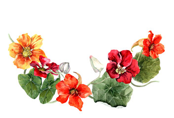 Floral wreath with blooming nasturtium. Summer flower arrangement. Ornament with garden curly bright flowers. Hand drawn watercolor illustration white background for cards, banner, wedding invitation