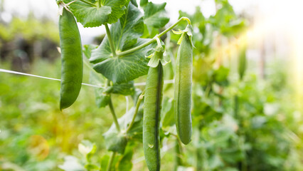 Pea pods grow in spring farm