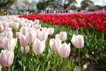 Obraz premium Spring Season Landscape with Colorful Tulips - チューリップ 花壇 春の景色