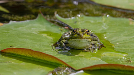 Teichfrosch