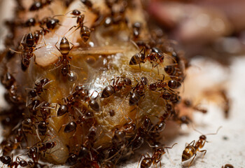 Crowds of ants are gnawing and tearing up carcasses for food. A colony of worker ants looking for food Climb on carcasses to gnaw.