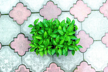 Seedlings of bell pepper in black plastic pot, top view. Potted young green plants leaves growing in crate on tiled floor