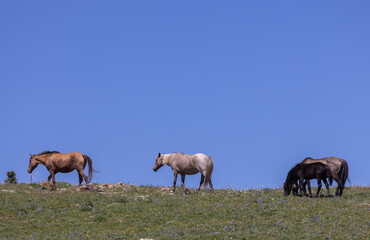 Obraz premium Wild Horses in Summer in the Pryor Mountains Montana