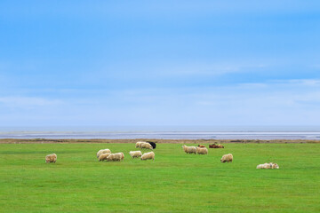 Obraz premium Icelandic Sheep Graze in the Mountain Meadow near Ocean Coastline, Group of Domestic Animal in Pure and Clear Nature. Ecologically Clean Lamb Meat and Wool Production. Scenic Area