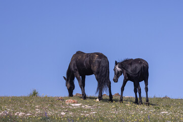 Fototapeta premium Wild Horses in Summer in the Pryor Mountains Montana