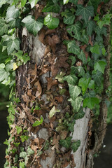 Edera che avvolge il tronco dell'albero
