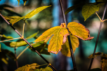 Obraz premium liść kasztanowca w kolorach jesieni