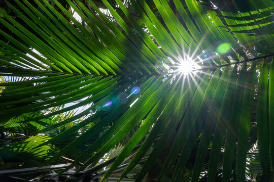 sunlight through palm leaf