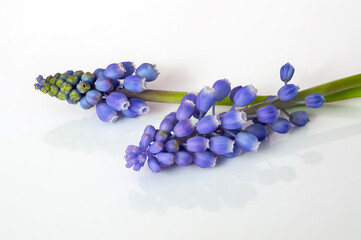 Muscari armeniacum, a plant with an attractive intense blue coloration, isolated against a light background