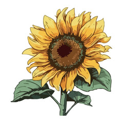 Yellow sunflower blossom