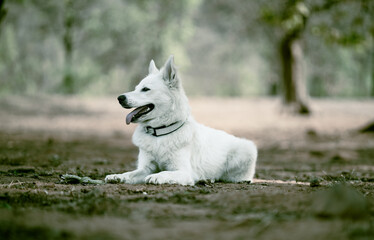 "White Swiss Shepherd Dog, portrait of a white dog stock images.