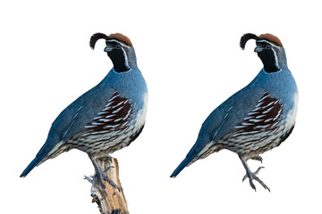 Gambel's Quail (Callipepla gambelii) Photos Perched, and Un-perched, on a Transparent Background