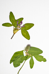 Pressed flower art: Capturing nature's intricate beauty.