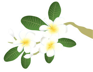 Frangipani flower vector illustration for card design