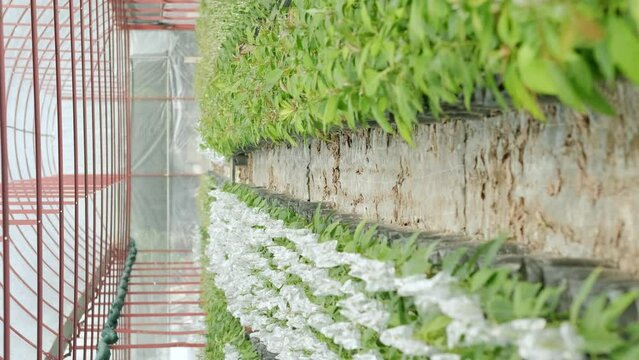 Growing avocado seeds onion greenhouse on farm plantation avocado. young fresh avocado sprout with leaves grows from a seed planting in the garden, vertical footage,
