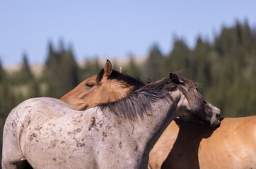 Obraz premium Wild Horses in Summer in the Pryor Mountains Montana