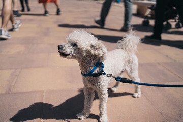 Close-up image of a white curly-haired dog waiting amidst a mass of people.