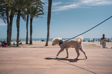 White curly haired dog on a blue leash walking on a hot walk near the beach.