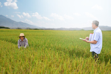 Asian senior female farmer is giving her rice growing information to asian senior male rice researcher at her rice paddy field, soft and selective focus on female rice farmer, happy life concept.