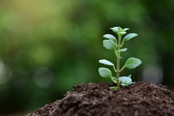 Farmers use planting spoons to scoop seedlings that grow in soil and sunlight. Plant trees to reduce global warming.