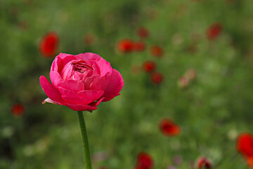 Close up shot of a beautiful blossoming pink ranunculus bud in the field. Persian buttercup flower farm at springtime blooming season. Copy space for text, colorful background.