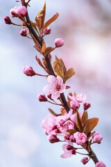 Prunus cerasifera tree blooming in the springtime