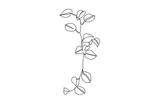 ivy plant line minimalistic concept