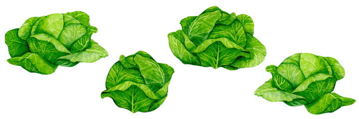 Set of fresh cabbages. Watercolor elements on the theme of gardening, harvesting, healthy eating, illustrations of ingredients for recipes and menus.