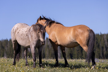 Fototapeta premium Wild Horses in Summer in the Pryor Mountains Montana