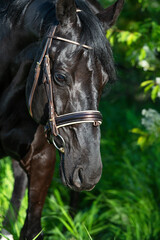 Fototapeta premium portrait of beautiful black stallion posing around spring blossom apple trees. close up
