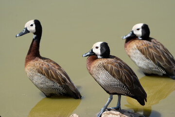 Three white-faced whistling ducks, a species of geese, in Amboseli National Park Kenya