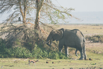 Fototapeta premium Elephant eats from an acacia thorn tree in Amboseli National Park Kenya Africa