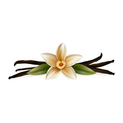 Naklejka na ściany i meble Vector 3d Realistic Sweet Scented Fresh Vanilla Flower with Dried Seed Pods and Leaves Set Closeup Isolated on White Background. Distinctive Flavoring, Culinary Concept. Front View