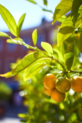 Citrus orange fruits on the branches in bright sunlight in the summer garden. Tangerine tree close-up.